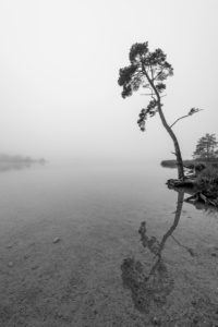 Einsamer Baum im Herbst am Ufer des Fohnsee, dem großen Ostersee. Herbstnebel und eine triste Stimmung strahlen Ruhe aus. Einsamer Baum im Herbst am Ufer des Fohnsee, dem großen Ostersee. Herbstnebel und eine triste Stimmung strahlen Ruhe aus.